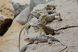 有草原,trapelus sanguinolentus,agamas