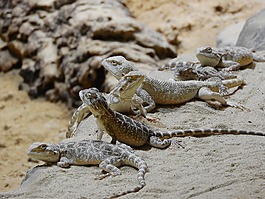 有草原,trapelus sanguinolentus,agamas