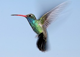 蜂鳥,飛行,肖像