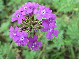 公園,花,花園