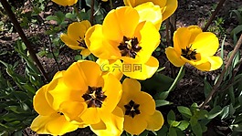 郁金香,春,黃色