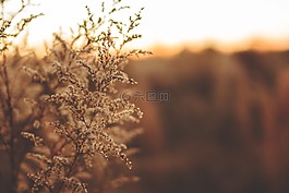 模糊,特寫,環(huán)境