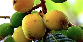 枇杷,西西里,性質