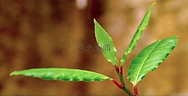 addavuru,月桂樹,西西里