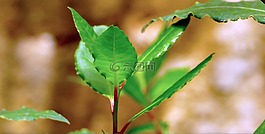 addavuru,月桂樹,西西里