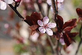 李子,綻放,開花
