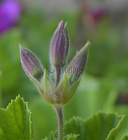 自然,花,植物區(qū)系
