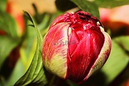 牡丹,芽,紅色