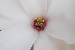 玉蘭,花卉,花花萼