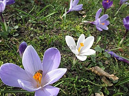花,藏紅花,紫
