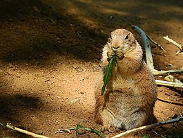 黑尾土拨鼠,cynomys ludovicianus,om-nom-nom