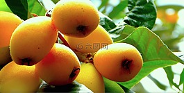 枇杷,水果,西西里