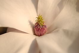 玉蘭,花卉,綻放