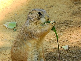 黑尾土拨鼠,cynomys ludovicianus,om-nom-nom
