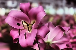 百合,黃花菜,粉紅色