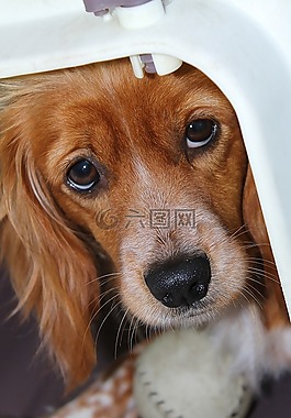 狗,寵物,動物