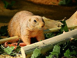 黑尾土拨鼠,cynomys ludovicianus,北美的动物