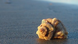 外殼,海灘,海