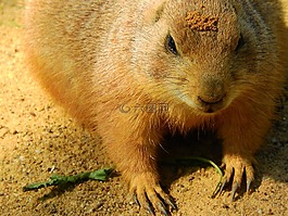黑尾土拨鼠,cynomys ludovicianus,北美的动物