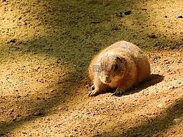 黑尾土拨鼠,cynomys ludovicianus,北美的动物