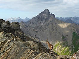 阿爾卑斯山,羚羊,山