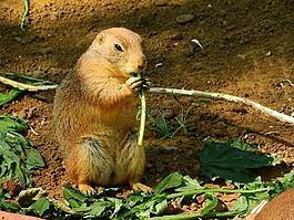 黑尾土拨鼠,cynomys ludovicianus,om-nom-nom