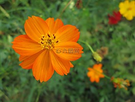 公園,花,花園