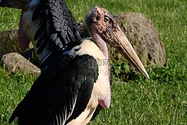 鹳,leptoptilos crumenifer,mrchožravý