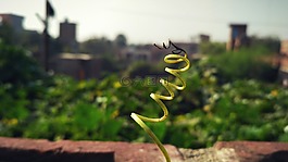 颜色,绿草,绿叶