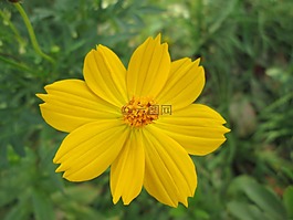 公園,花,花園
