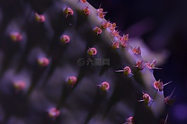 仙人掌,紫色,廠