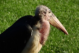 鹳,leptoptilos crumenifer,mrchožravý