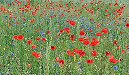 klatschmohn,矢車菊,字段