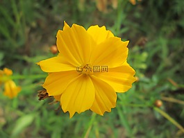 公園,花,花園