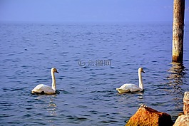 天鵝,夫婦,湖