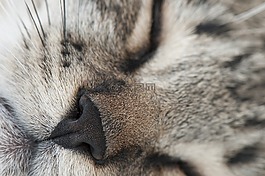 猫的鼻子,猫,面对
