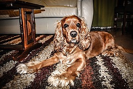 狗,宠物,狗可卡犬