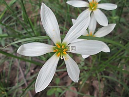 公園,花,花園