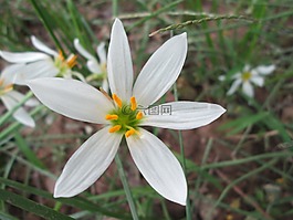 公園,花,花園