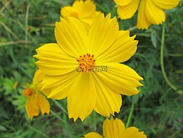 公園,花,花園