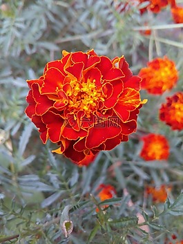 花,萬(wàn)壽菊,橙色