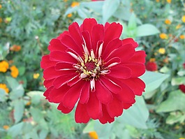 公園,花,花園