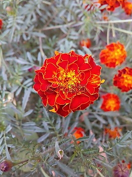 萬(wàn)壽菊,植物區(qū)系,花