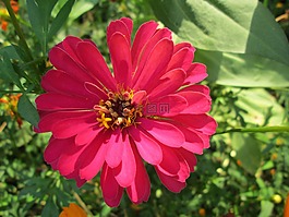 公園,花,花園