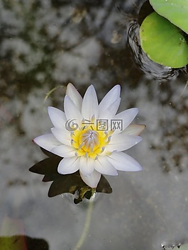 蓮花,花,自然