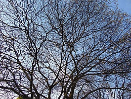 树,树枝,蓝色
