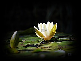 即,花卉,水中百合