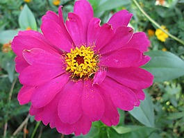 公園,花,花園