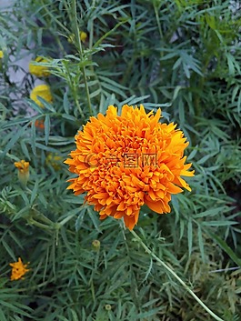 黄色,万寿菊,花