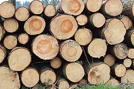 holzstapel,像,年輪
